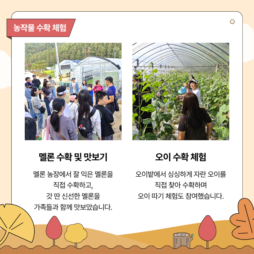 멜론 수확 및 맛보기 / 멜론 농장에서 잘 익은 멜론을 직접 수확하고, 갓 딴 신선한 멜론을 가족들과 함께 맛보았습니다. / 오이 수확 체험 / 오이밭에서 싱싱하게 자란 오이를 직접 찾아 수확하며 오이 따기 체험도 참여했습니다.